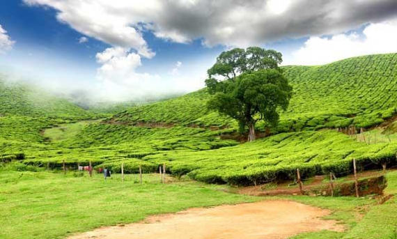 landscape Image
